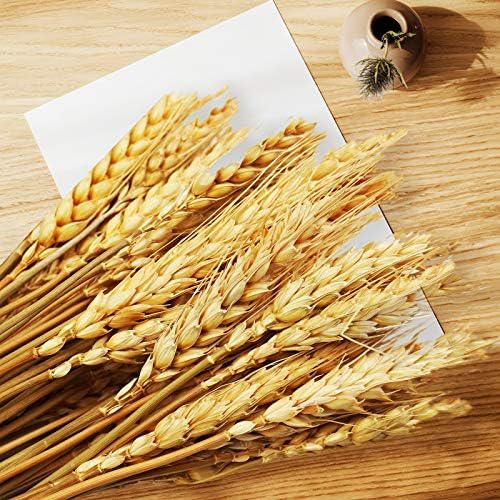Uieke 17.7 Inches Dried Wheat Stalks, 400 Stems Dried Flowers 100% Natural Wheat for Home Kitchen Wedding Party Table Centerpiece Harvest Wreath Boho Farmhouse DIY Decoration