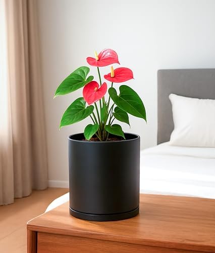D'vine Dev Double-Layer Self-Draining Planter Set – Rotating Plastic Outer Pot with Clear Inner Liner for Root Health, Perfect for Indoor Plants, 6.5", Set of 2, Black, 73-V-B-2