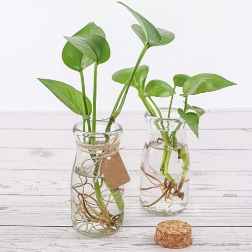 CUCUMI 12pcs 3.4oz Small Glass Jars with Cork Lids Mini Storage Bottles