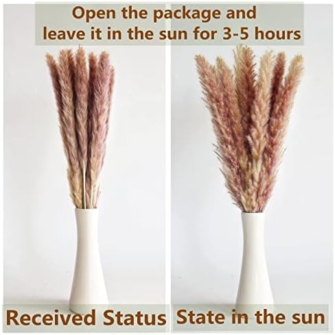 Bunny Tails Dried Flowers / 14-17inch Mixed / Set of 110