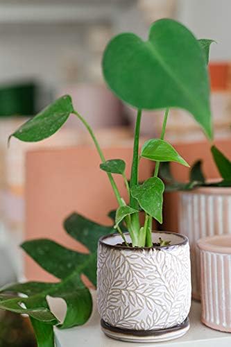 D'vine Dev Embossed Leaves Ceramic Planter, 4 in, Smoked White, 27-A-Z-1