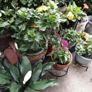 5 Pack Metal Plant Stands,Heavy Duty Potted Holder for Flower Pot,Indoor Outdoor Metal Rustproof Iron Garden Container