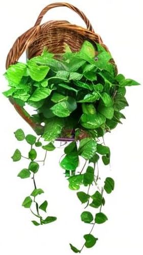 Rattan Hanging Planter / Natural