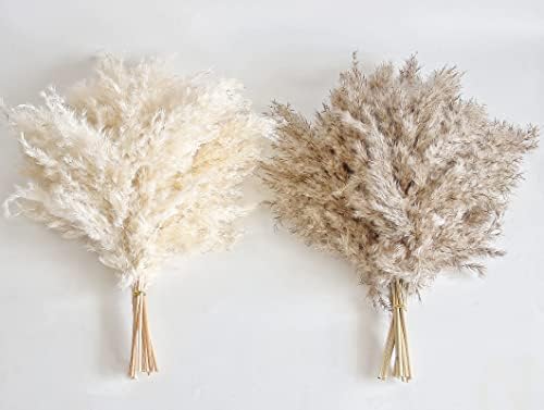 Short Pampass Bulk for Boho Room / Natural / Set of 30