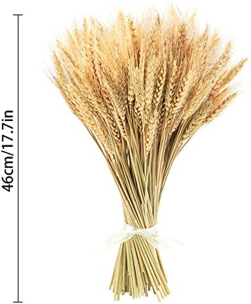 Uieke 17.7 Inches Dried Wheat Stalks, 300 Stems Dried Flowers 100% Natural Wheat for Home Kitchen Wedding Party Table Centerpiece Harvest Wreath Boho Farmhouse DIY Fall Decor