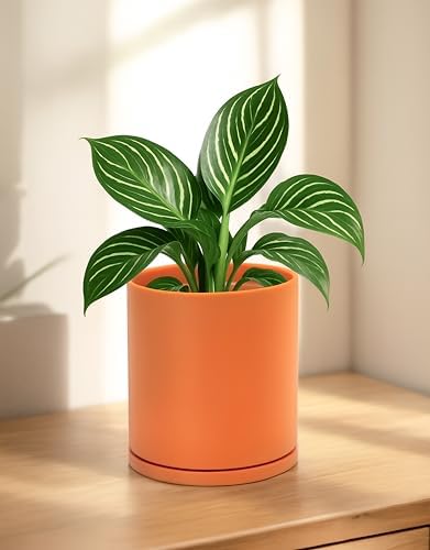 D'vine Dev Double-Layer Self-Draining Planter Set – Rotating Plastic Outer Pot with Clear Inner Liner for Root Health, Perfect for Indoor Plants, 6.5", Set of 2, Pumpkin, 73-V-E-2