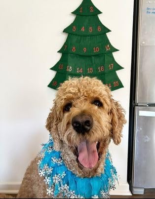 Midlee Christmas Tree Advent Calendar for Dogs (25" x 19")- Fabric Reusable Pet Countdown Calendar