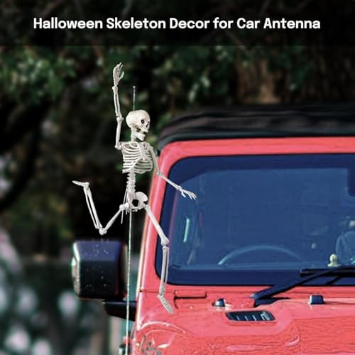 16" Poseable Small Skeleton for Halloween: Sturdy Joints Hold Pose Firmly