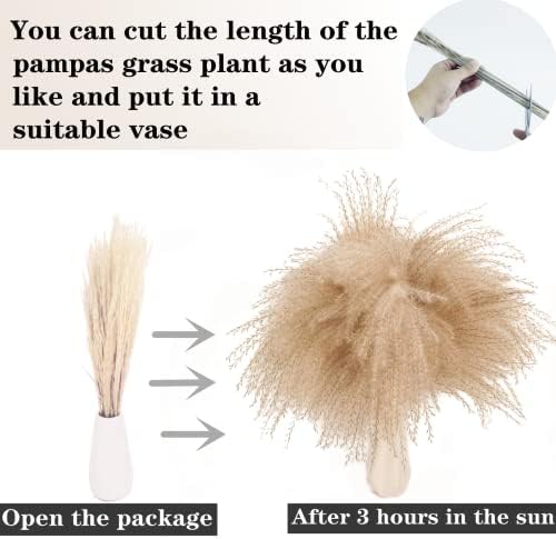 Natural Dried Pampas Grass Decor, Beige Pampas Grass, Bunny Tails Dried Flowers, Reed Grass Bouquet for Wedding Boho