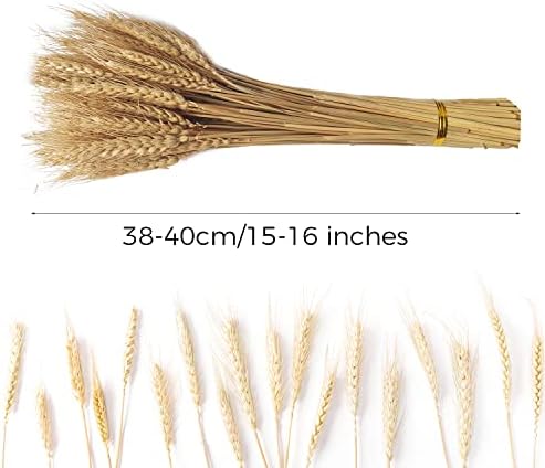 200 Stems Dried Wheat Stalks Natural Wheat Bundle for Home Decor, Crafts