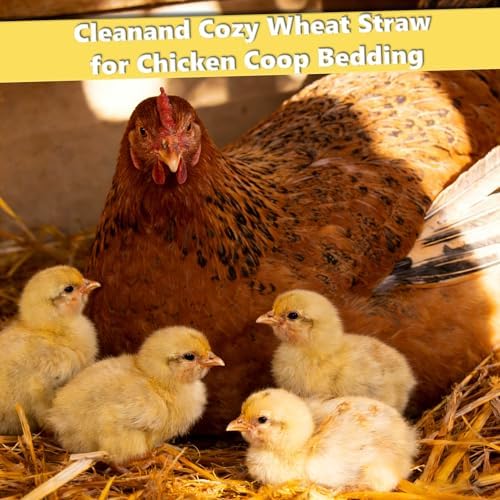 Natural Wheat Straw - 1LB Dry Clean Soft Decorative Straw Bale