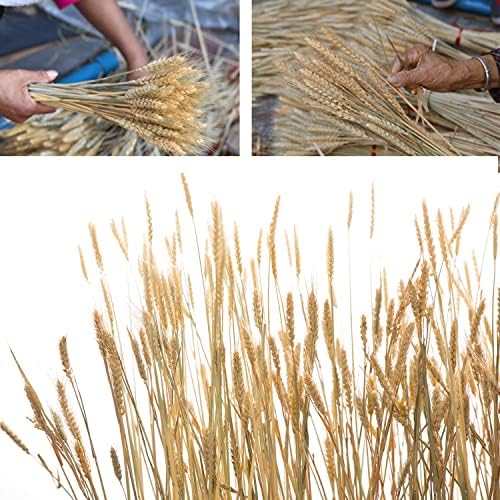 100 Stems Dried Wheat Stalks Natural Wheat Bundle for Home Decor, Crafts