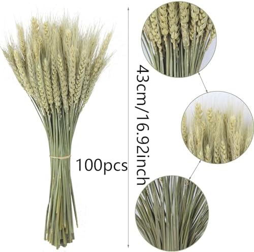 CISDUEO 100 Pcs Dried Wheat Stalks Bundle Grass Natural Green Dried Wheat Sheaves Stems Dried Flowers Arrangement Bouquet for Wedding Party Table Centerpiece Harvest Wreath Boho Decor Farmhouse DIY
