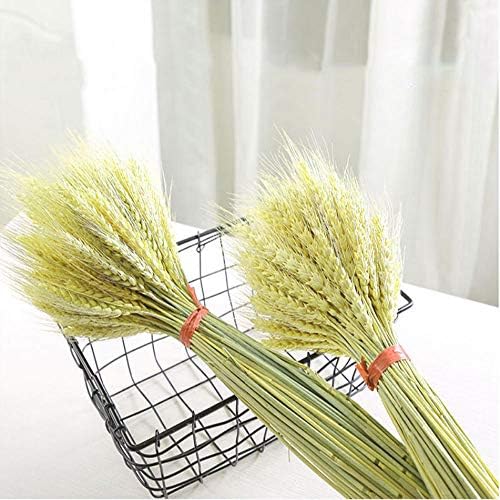 TooGet 100 Stems Dried Wheat Sheaves Stalks Bouquet Bundles, Natural Ear of Wheat Grain Flowers Dry Grass Bunch DIY Arrangements for Home Wedding Store Decorative