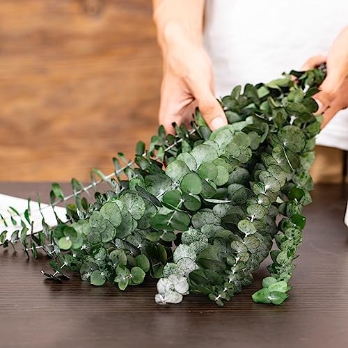 17'' Natural Fresh Eucalyptus Leaves Branches Hanging for Shower / Green / Set of 16