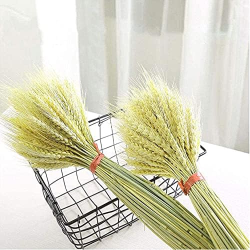 TooGet 200 Stems Dried Wheat Sheaves Stalks Bouquet Bundles, Natural Ear of Wheat Grain Flowers Dry Grass Bunch DIY Arrangements for Home Wedding Store Decorative