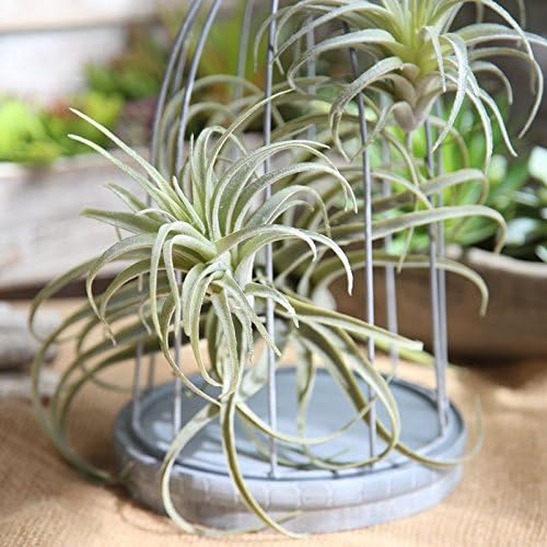 Artificial Air Plants Faux Succulents Plants Unpotted Small Tillandsia Look Real in Flocked / Green