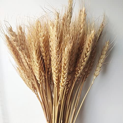 100 Stems Dried Wheat Stalks Natural Wheat Bundle for Home Decor, Crafts