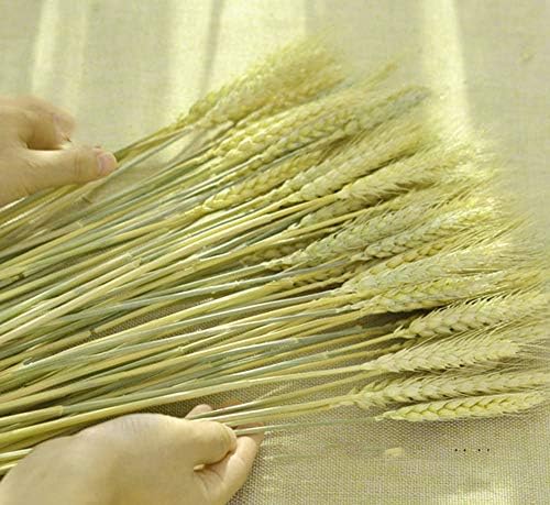 TooGet 100 Stems Dried Wheat Sheaves Stalks Bouquet Bundles, Natural Ear of Wheat Grain Flowers Dry Grass Bunch DIY Arrangements for Home Wedding Store Decorative