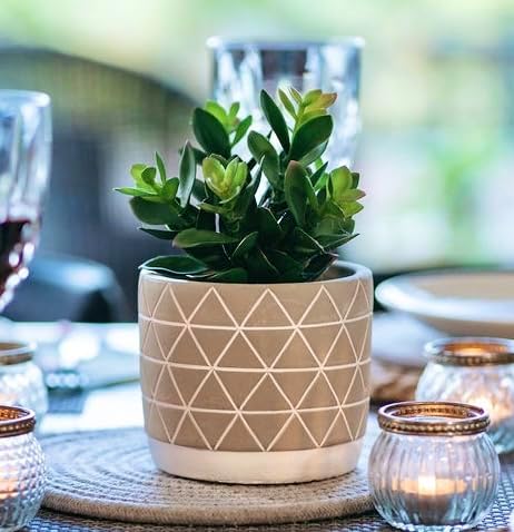 Small Faux Plant for Desk