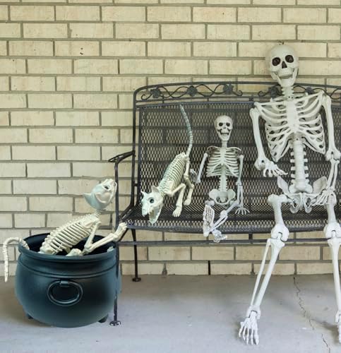 GIFTEXPRESS 2 Pack Real Size Cat Skeleton - 20" Long Creepy Kitten Skeletons with Posable Tail Halloween Decor - Indoor & Outdoor Haunted House Scary Animal Party Decoration