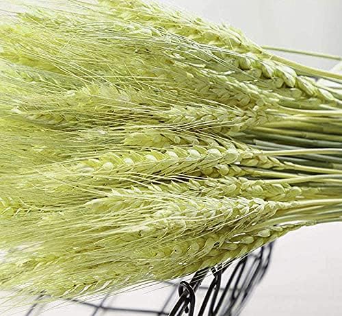 TooGet 200 Stems Dried Wheat Sheaves Stalks Bouquet Bundles, Natural Ear of Wheat Grain Flowers Dry Grass Bunch DIY Arrangements for Home Wedding Store Decorative