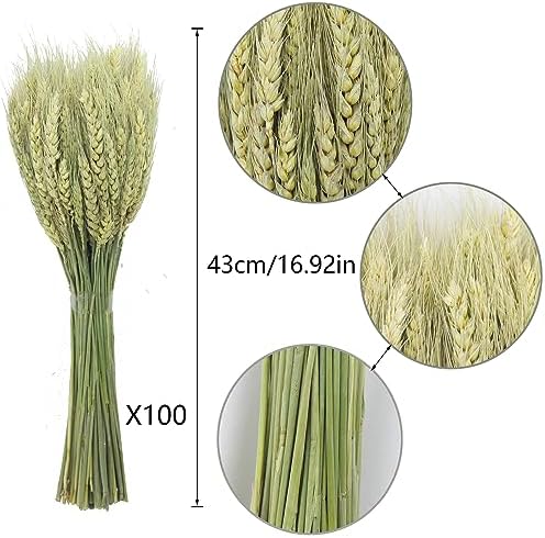 100 Pcs Dried Wheat Stalks Bundle Natural Dried Wheat Sheaves Stems Wheat Grass Dried Flowers Arrangement Bouquet for Wedding Party Table Centerpiece Fall Harvest Wreath Boho Decor Farmhouse