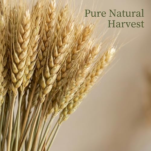 Sukh 50 Stems Dried Wheat Stalks for Vase - Cyan Wheat Straw Decor 13.3 in