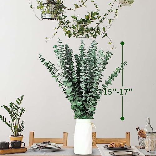 17'' Natural Fresh Eucalyptus Leaves Branches Hanging for Shower / Green / Set of 16