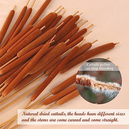Dried Natural Brown Cattails Flowers - 20PCS Real Broadleaf Pencil Cattail Stems Bundles, 17'' Bulrush Plants Dry Flower for DIY Floral Arrangements, Wedding Home Office Gardens Decor