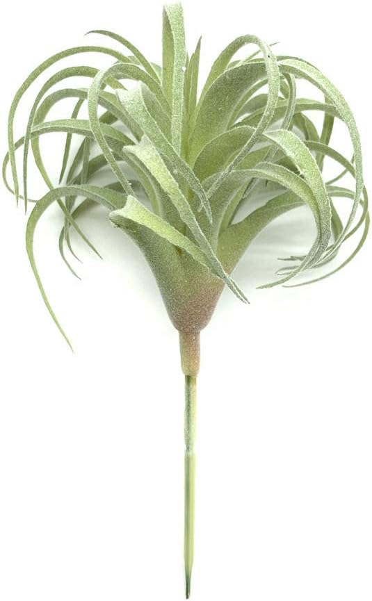 Artificial Succulents Plants Real Touch Lifelike Succulants Plants / Flocking Air Plant / Set of 2