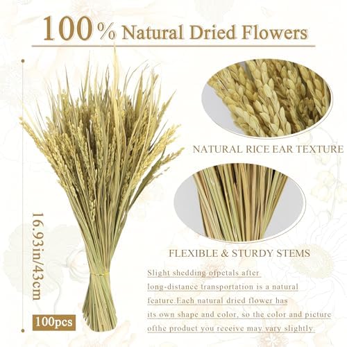 CISDUEO 100pcs Dried Flowers Wheat Stalks 17 Inch Natural Wheat Sheaves Bundle with Leaves Boho Farmhouse Dried Grass Flowers DIY Arrangement for Home Kitchen Wedding Table Centerpiece Party Decor