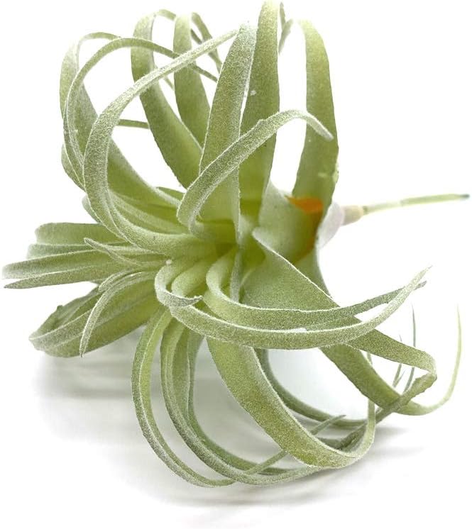Artificial Succulents Plants Real Touch Lifelike Succulants Plants / Flocking Air Plant / Set of 2