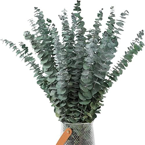 30 Pcs Dried Eucalyptus Stems 17" Real Eucalyptus for Shower Hanging