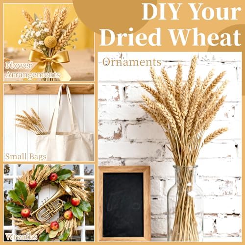 MAQIHAN 100 Stems Dried Wheat Stalks - Natural Wheat Straw Decor for Vases