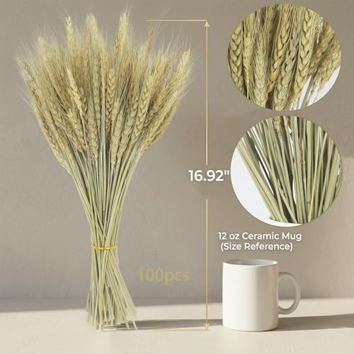 100Stems Dried Wheat Stalks Natural Wheat Straw Bouquet