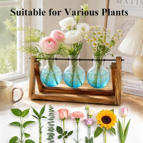 XXXFLOWER Plant Terrarium Kit with Wooden Stand 3 Gradient Blue Bulb Vases