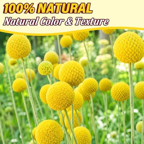 40pcs Dried Billy Balls Flowers for Wedding Decor & Floral Displays