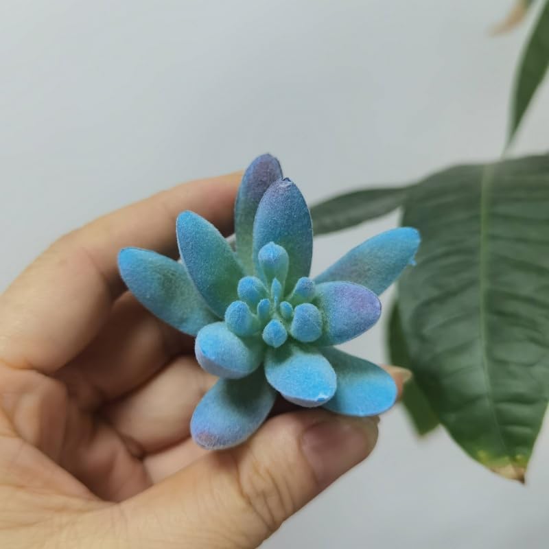 Artificial Air Plants that Look Real / Blue / Set of 12