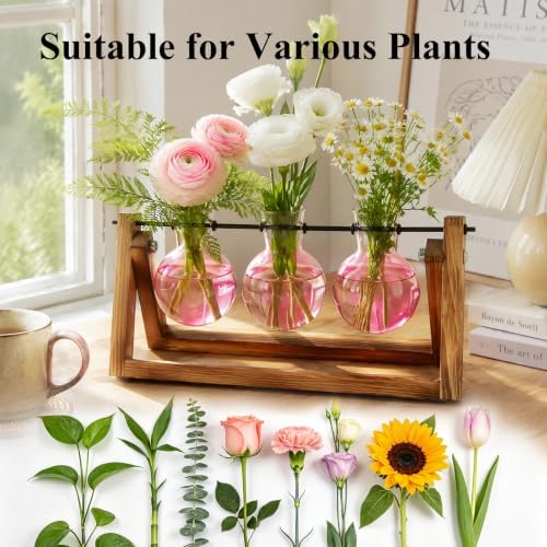 XXXFLOWER Plant Terrarium Kit with Wooden Stand 3 Gradient Pink Bulb Vases