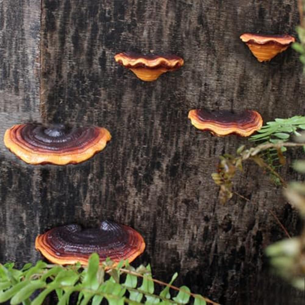 Mushroom Shelf Wall Decor Small Wall Shelf Corner Wall Decor Resin / Set of 5