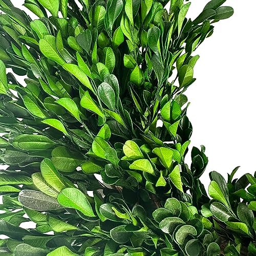 Galt International 21" Naturally Preserved Boxwood Fall Wreath – Fall, Thanksgiving & Christmas Front Door Decoration, Year Round Holiday Home Décor Accent