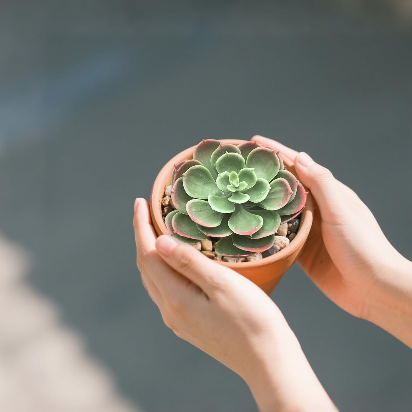 Artificial Succulent Plants / Autumn / Set of 2