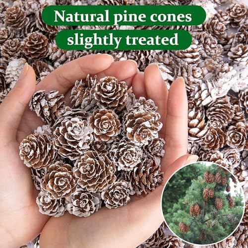700 Pcs Christmas Natural Mini Pine Cones - Small Xmas Snow Pinecones Decor
