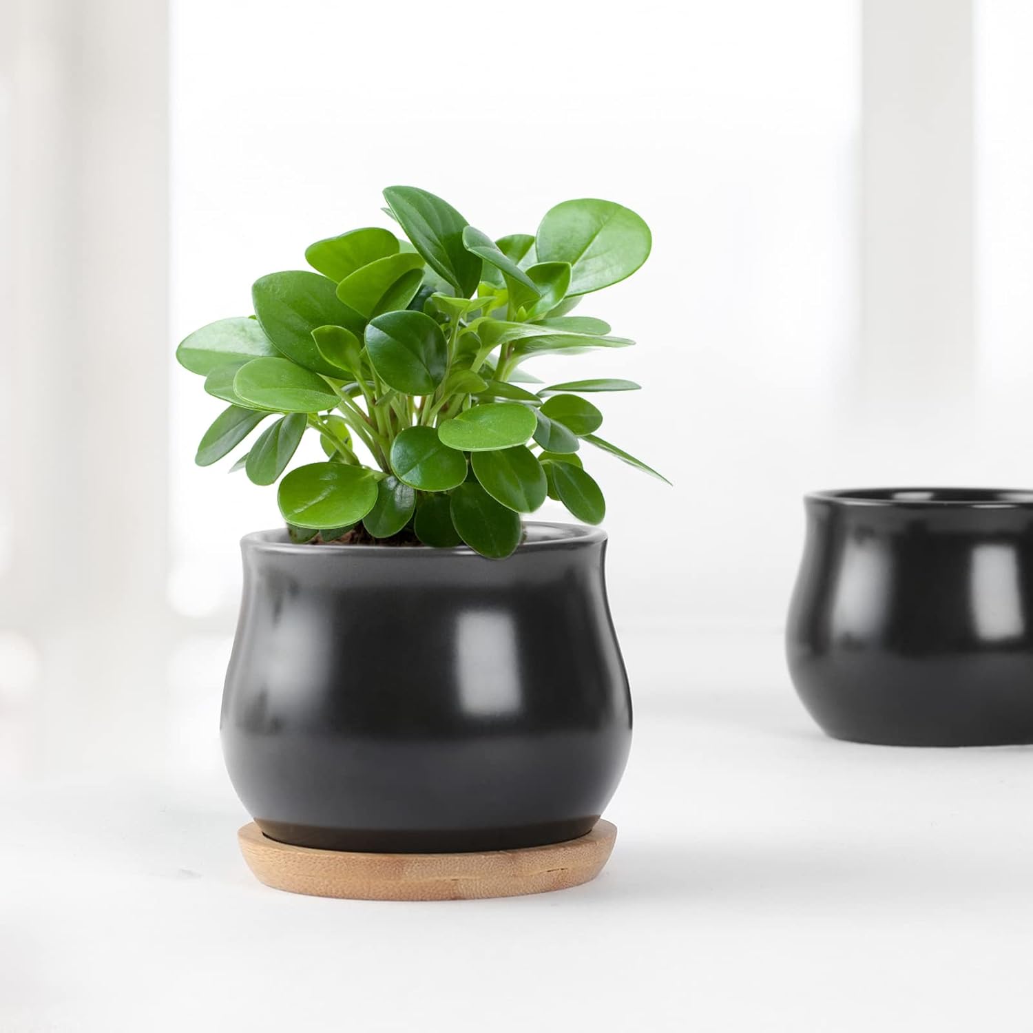 Matte Mini Ceramic Flower Planter Pot / Black / 2.6 Inch / Set of 8