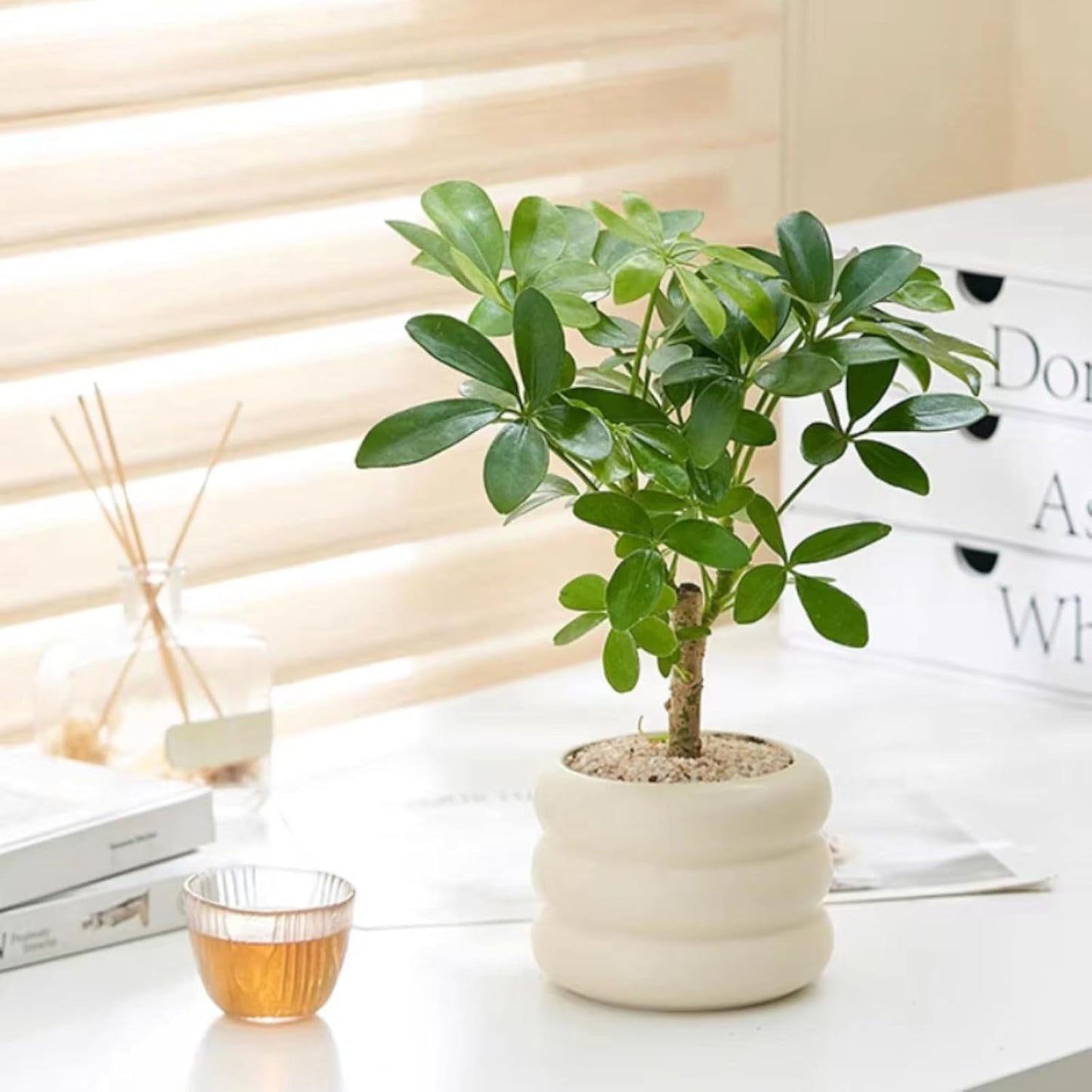 Ceramic Plant Pot Indoor / Beige / 4.7inch / 4.5 Inch
