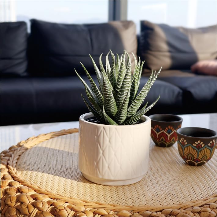 6.7'' High Faux Plants Indoor / Natural Green Succulent In White Ceramic Pot