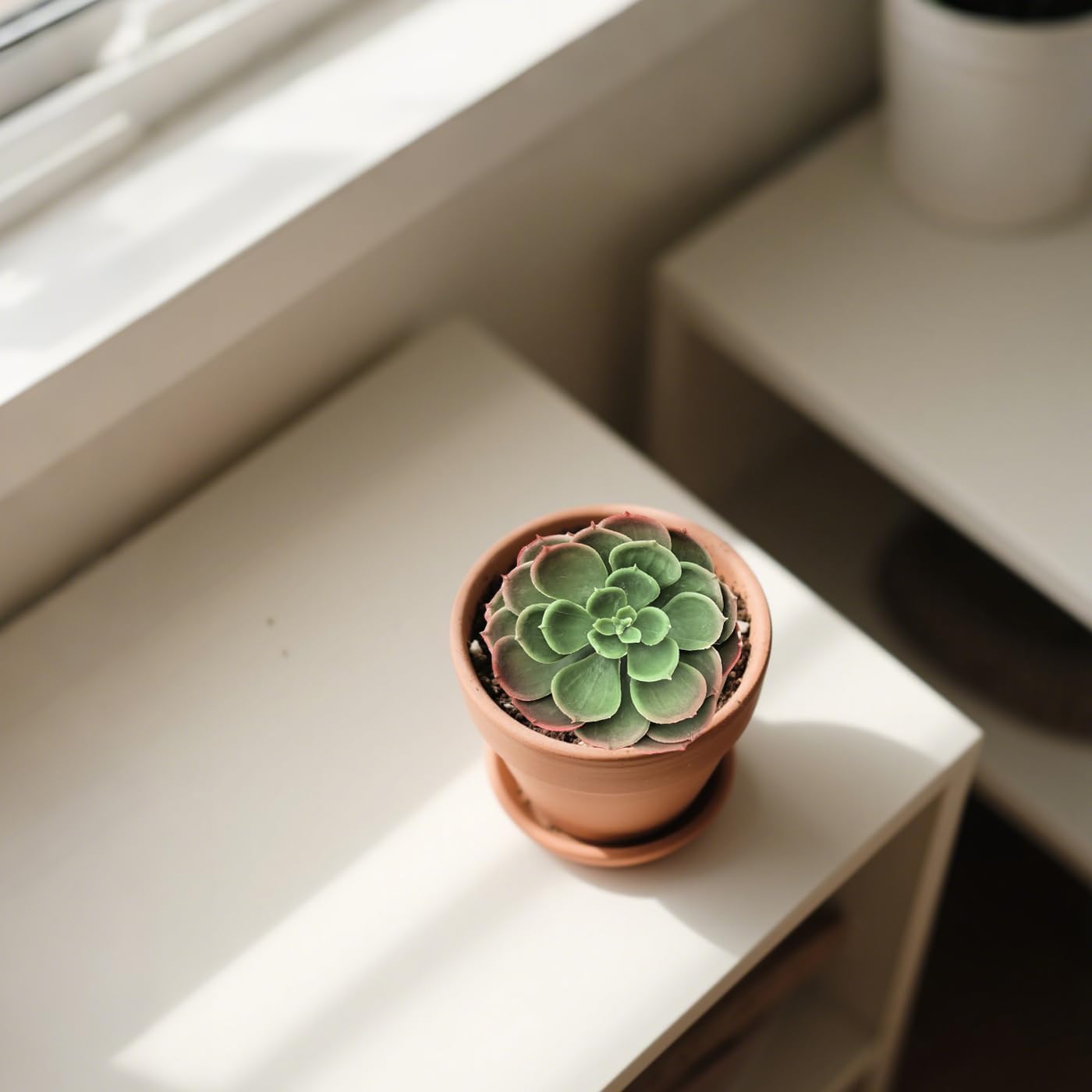 Artificial Succulent Plants / Autumn / Set of 2