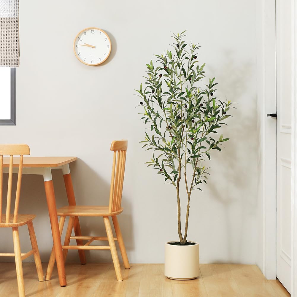 Large Olive Plants / 5ft