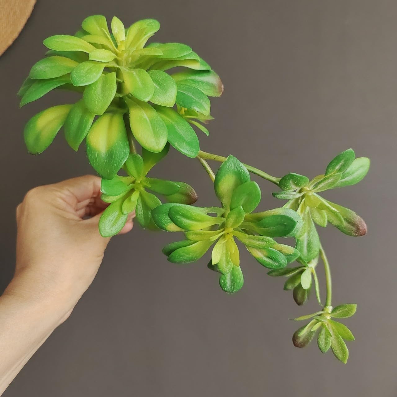 Artificial Succulent Plants / Green / Set of 2